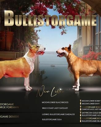 Cuccioli bull terrier