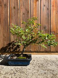 Bonsai vari
