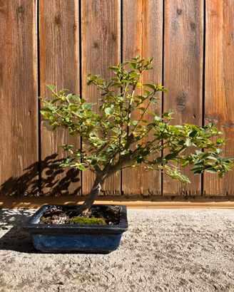 Bonsai vari