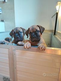 Cuccioli di bullmastiff