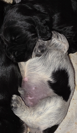 Cocker spaniel inglese enci