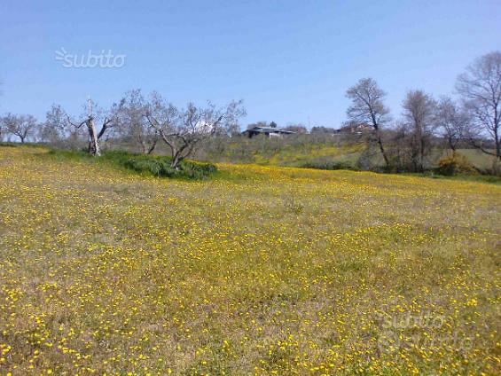 Terreno con ulivi - Vista 2