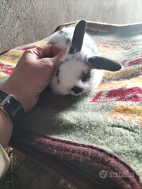 Coniglietti ariete nano pet teraphy