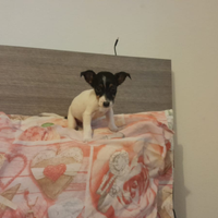 Ultime cuccioline di Jack Russell