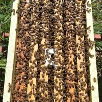 Disponibili Sciami Api ligustica