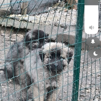 Cuccioli pastore del Caucaso