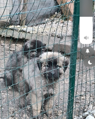 Cuccioli pastore del Caucaso