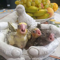 Pappagalli, calopsite