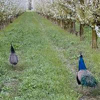 Vendo pavoni in coppia negripennis