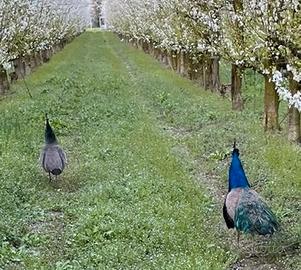 Vendo pavoni in coppia negripennis