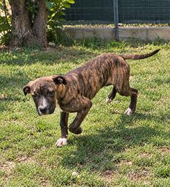 pitbull 