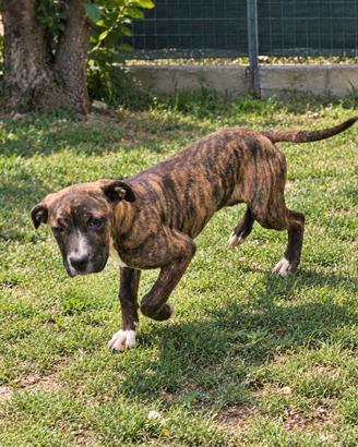 pitbull 
