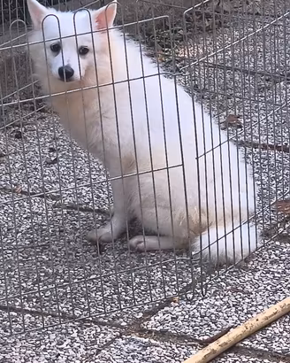 Volpino