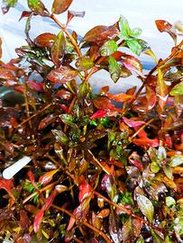 piante acquario ludwigia