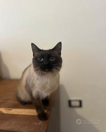 Gatto Siamese - 13 mesi - Trieste