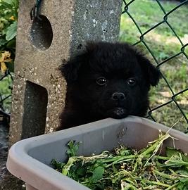 Cuccioli 2 mesi
