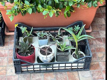 8 agave in vasi paricolari