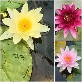 ivendo piante acquatiche 