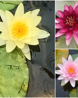 ivendo piante acquatiche 