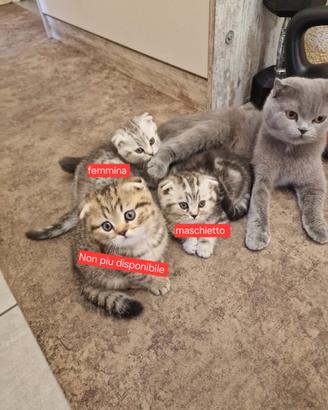Due gattini Scottish Fold