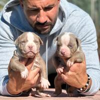 American pitbull terrier