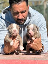 American pitbull terrier