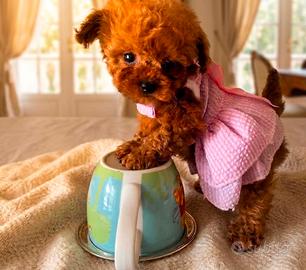 Cucciola barboncino teacup red