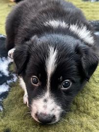 Border collie