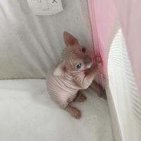 Cucciola di sphynx con pedigree