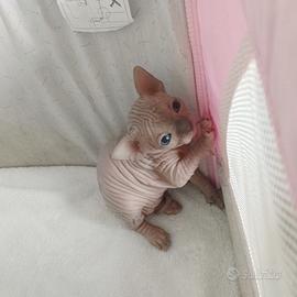 Cucciola di sphynx con pedigree