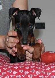 Pinscher nano maschio