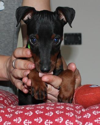 Pinscher nano maschio