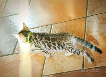 Femminucce di Bengala 2 mesi Allevamento Enfi