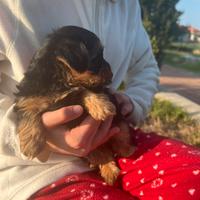 Disponibile 2 cuccioli di Yorkshire