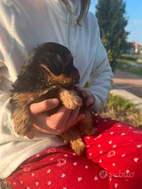Disponibile 2 cuccioli di Yorkshire