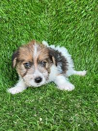 Jack russell broker