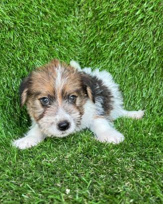 Jack russell broker