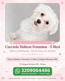 maltese Cucciola 
