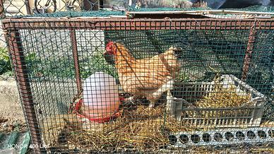 Gallina
