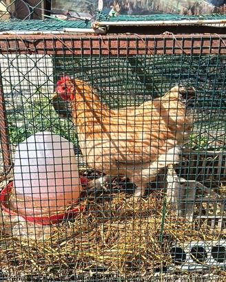 Gallina
