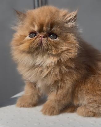 Gatti Persiani ed Exotic c