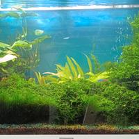 pianta per acquario 