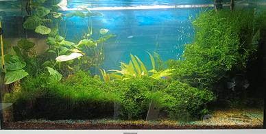pianta per acquario 