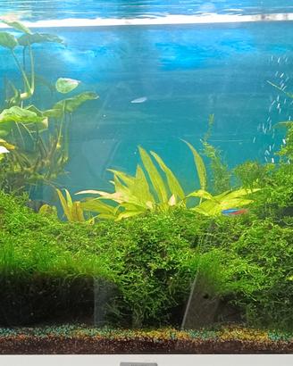 pianta per acquario 