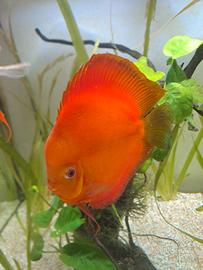 Discus