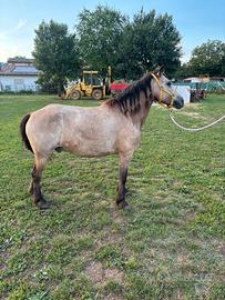 Pony salto ostacoli