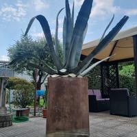 Agave in vaso