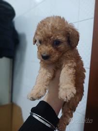 Barboncini toy 60 giorni