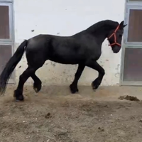 Cavalla razza Frisone