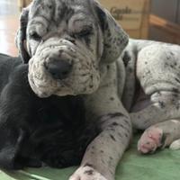 Cuccioli di Alano | Alani